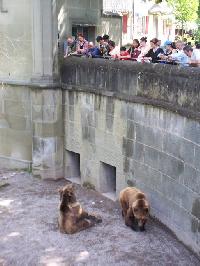 Bären und Touristen